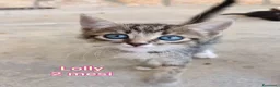 Altre razze gatti in regalo: ADOTTA UN GATTINO! a Provincia di Reggio Emilia - Annuncio 3