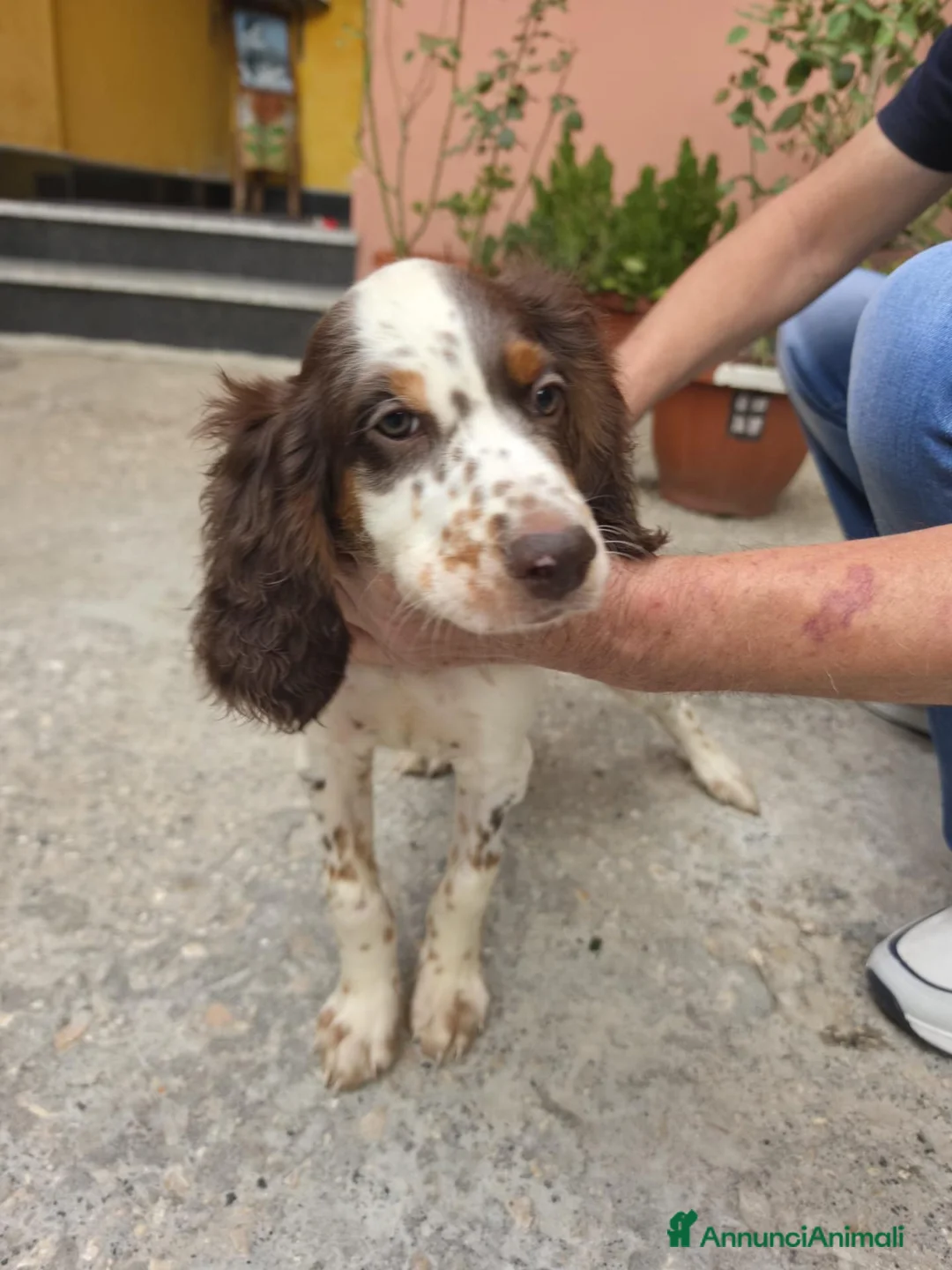 Setter Inglese cani in vendita: VENDO SPLENDIDI CUCCIOLI DI SETTER INGLESE - Annuncio 2