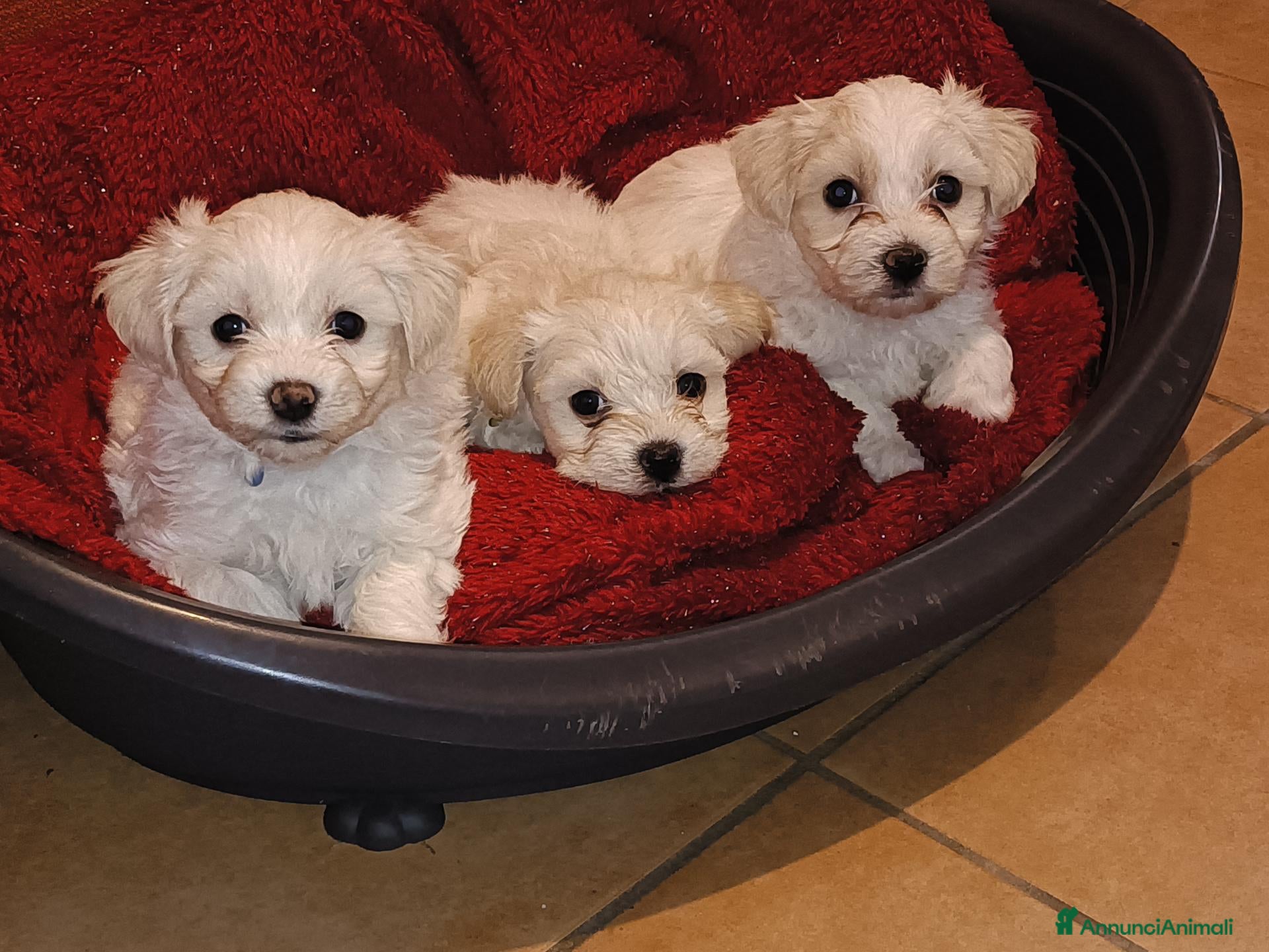 Maltese cani Maltesi  - Annuncio 1