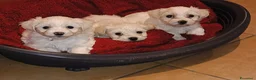 Maltese cani in vendita: Maltesi  - Annuncio 1