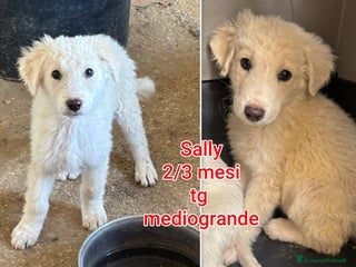 Meticcio cani CUCCIOLI ABBANDONATI: EMERGENZA - Annuncio 1