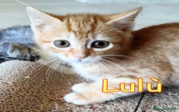 Europeo gatti in regalo: LULU' E POTTER DOLCI GATTINI DI DUE MESI - Immagine 1