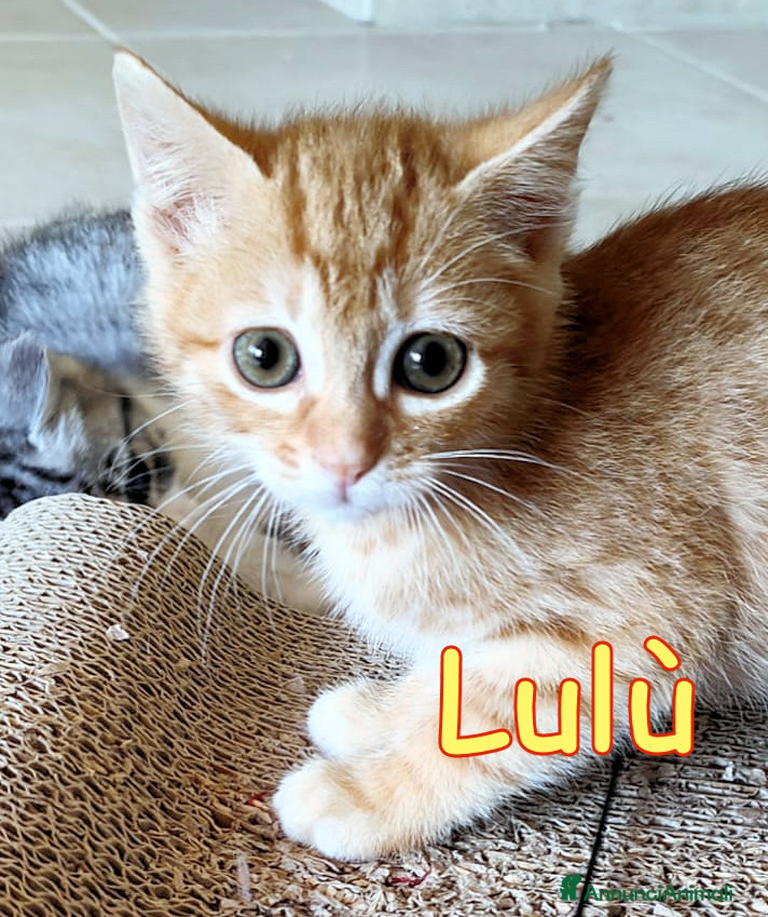Europeo gatti in regalo: LULU' E POTTER DOLCI GATTINI DI DUE MESI - Immagine 1