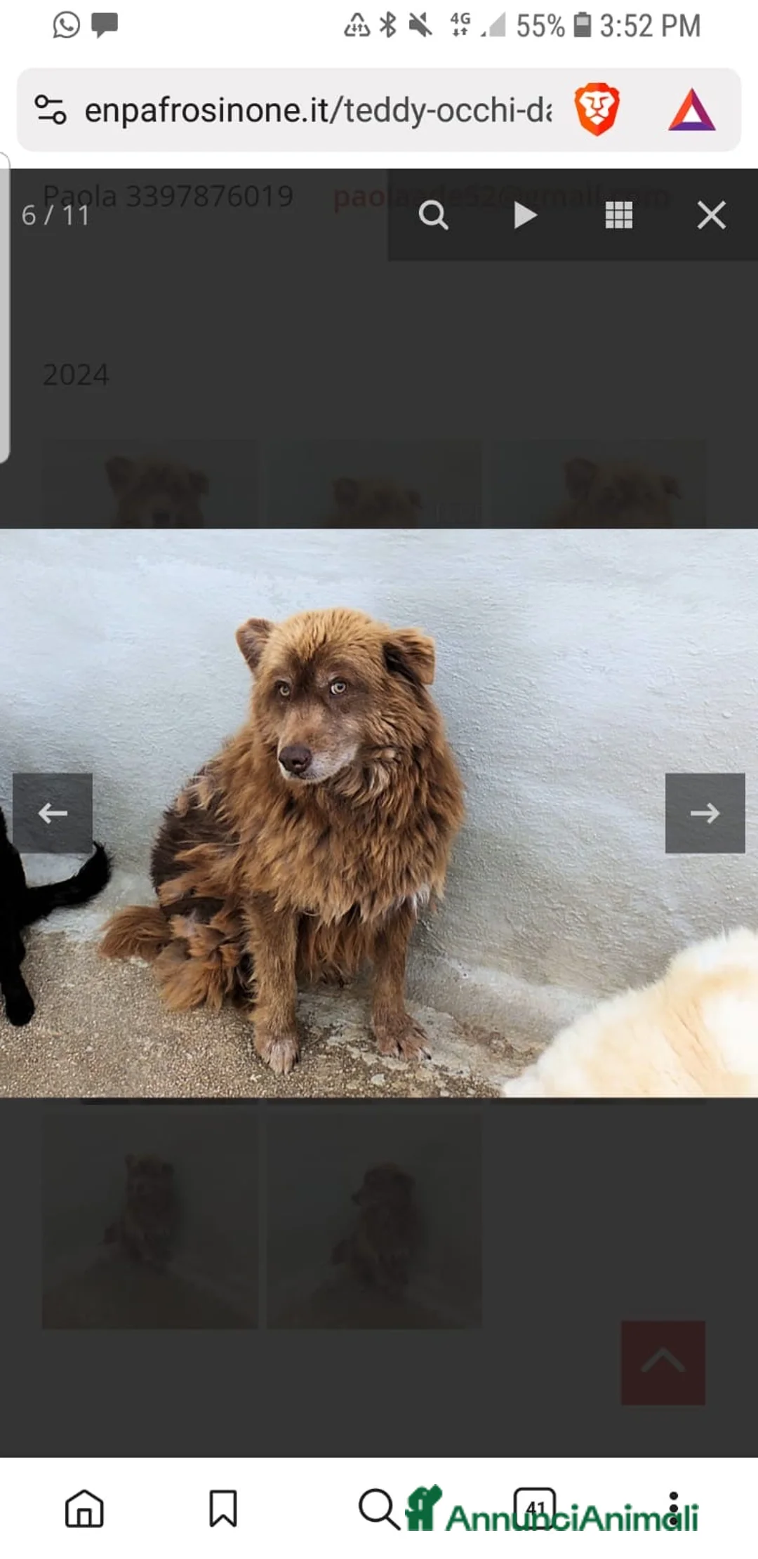 Meticcio cani in regalo: ADOZ.DEL💔:un orsetto,12anni x strada, timido dolc - Annuncio 2