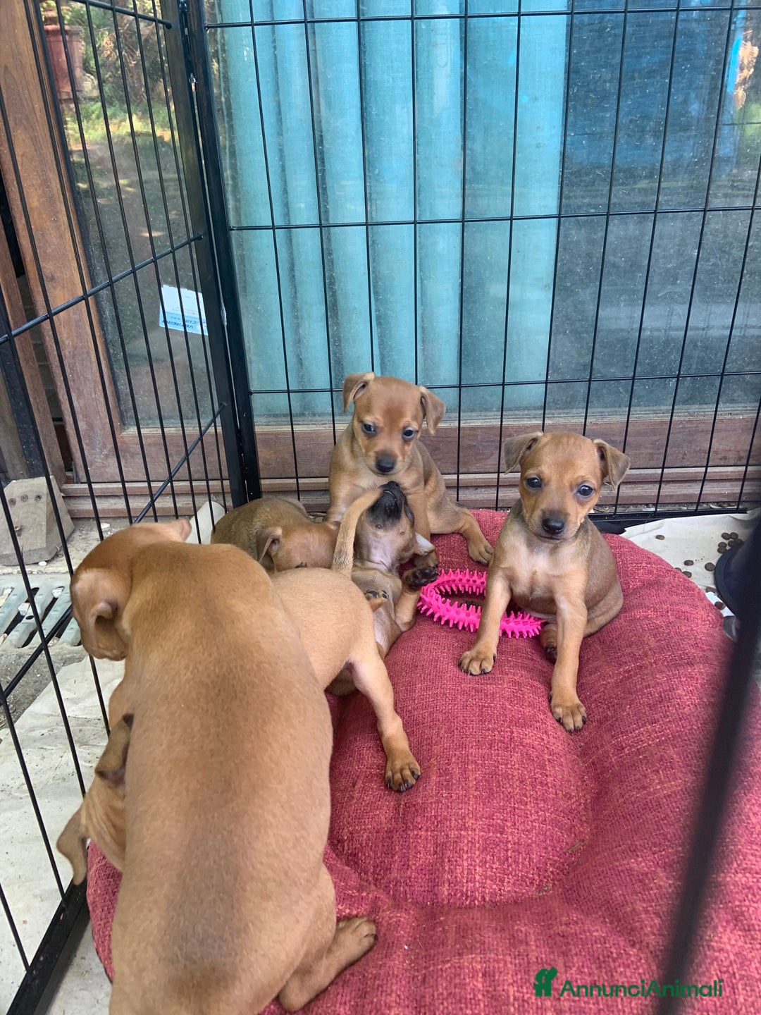 Pinscher Miniatura cani in vendita: CUCCIOLI PINSCHER NANO a Provincia di Viterbo - Immagine 2