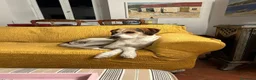 Meticcio cani in regalo: Adozione di coppia? Sarebbe un miracolo - Annuncio 6