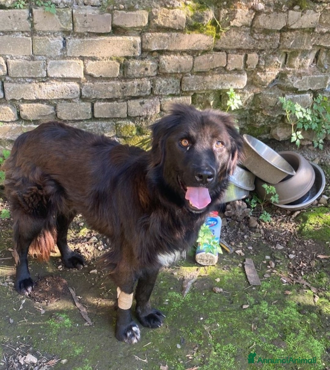 Meticcio cani in regalo: Nero splendido 3anni ok gatti URGE AIUTO! ALBANIA a Città metropolitana di Milano - Annuncio 1