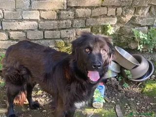 Meticcio cani Nero splendido 3anni ok gatti URGE AIUTO! ALBANIA a Città metropolitana di Milano - Annuncio 20