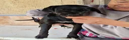 Meticcio cani in regalo: UNA MAMMA PER BLUE a Provincia di Varese - Annuncio 3