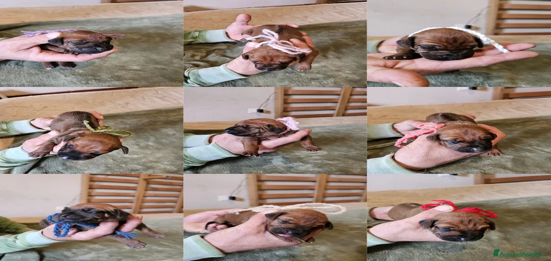 Immagine della galleria {{count}}