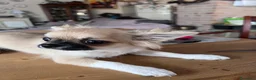Chihuahua cani in vendita: Ultime 3 meraviglie a pelo lungo  - Annuncio 5