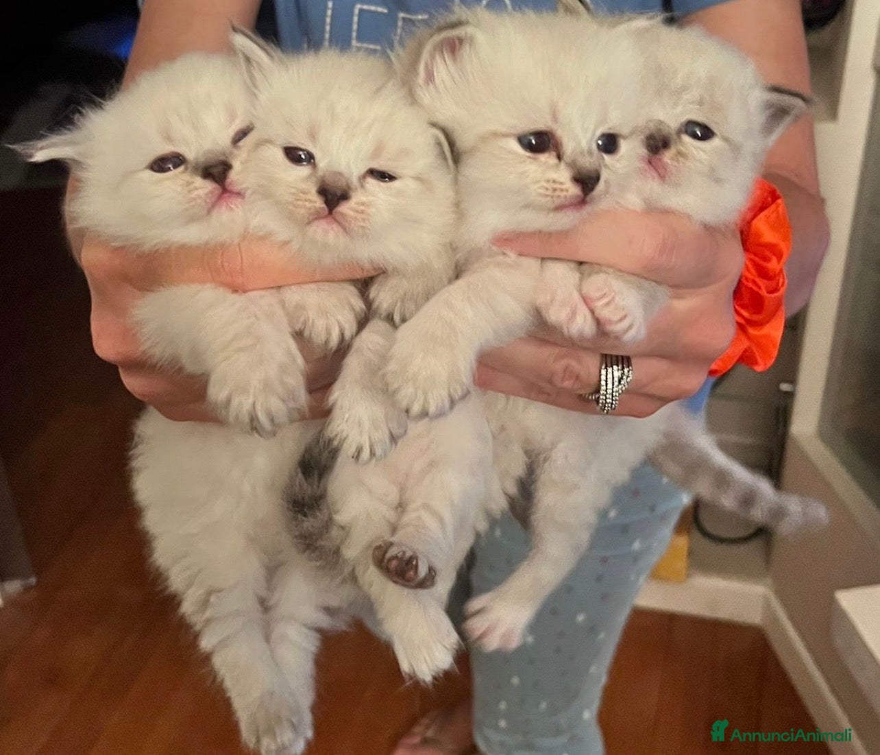 Siberiano gatti Si prenotano cuccioli di siberiano con pedigree - Annuncio 3