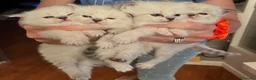 Siberiano gatti in vendita: Si prenotano cuccioli di siberiano con pedigree - Annuncio 1