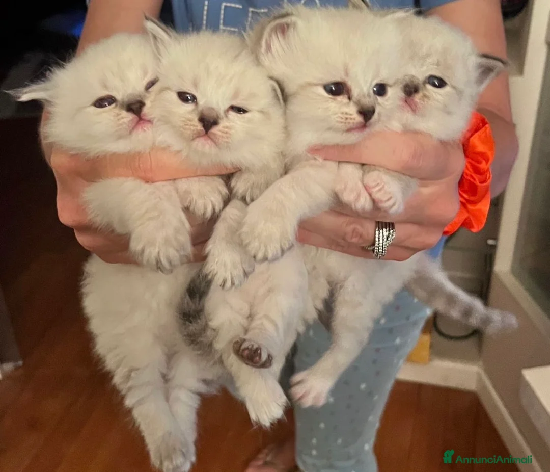 Siberiano gatti in vendita: Si prenotano cuccioli di siberiano con pedigree - Annuncio 1