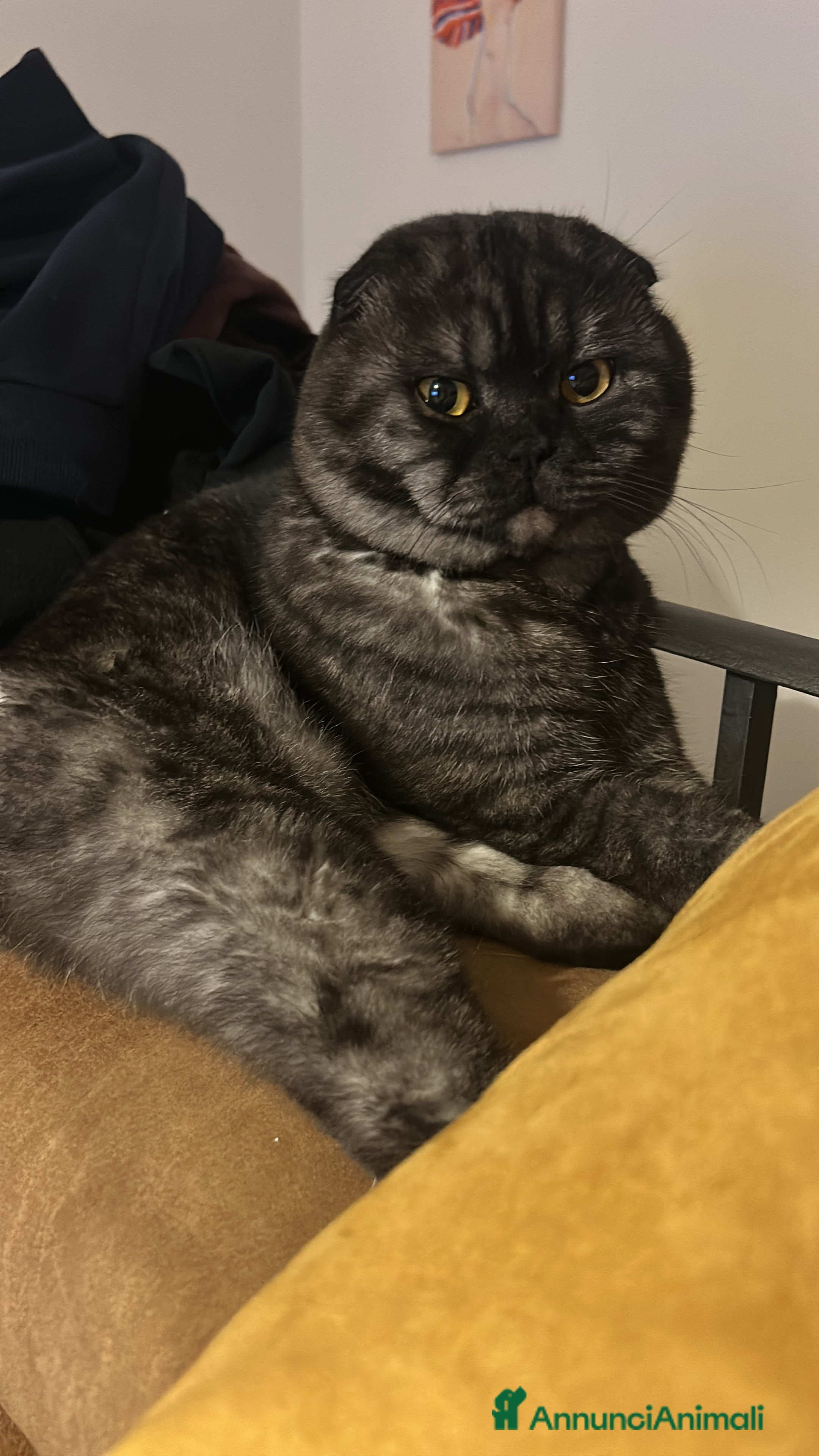 Scottish gatti Fluffy cerca fidanzata - Annuncio 1