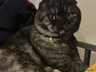 Scottish gatti Fluffy cerca fidanzata - Annuncio 1
