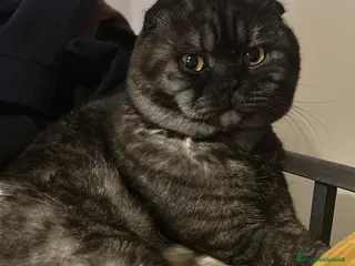 Scottish gatti Fluffy cerca fidanzata - Annuncio 14