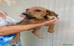 Meticcio cani in regalo: GLI SPLENDIDI AMERICANINI a Provincia di Frosinone - Immagine 12