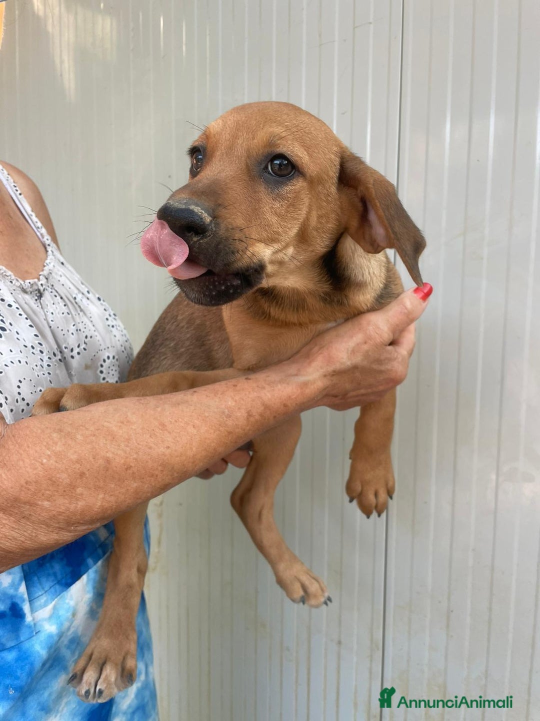 Meticcio cani in regalo: GLI SPLENDIDI AMERICANINI a Provincia di Frosinone - Immagine 12