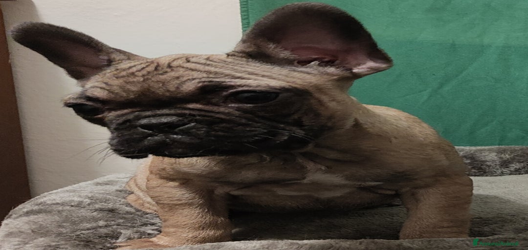 Immagine della galleria {{count}}