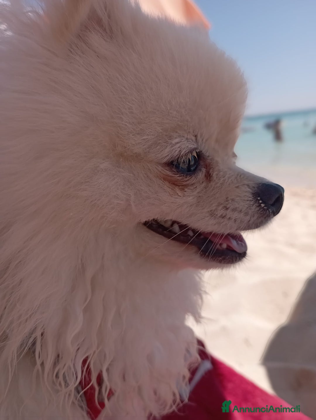 Spitz cani per accoppiamento: Cercasi Femmina Roma a Città metropolitana di Roma Capitale - Immagine 12