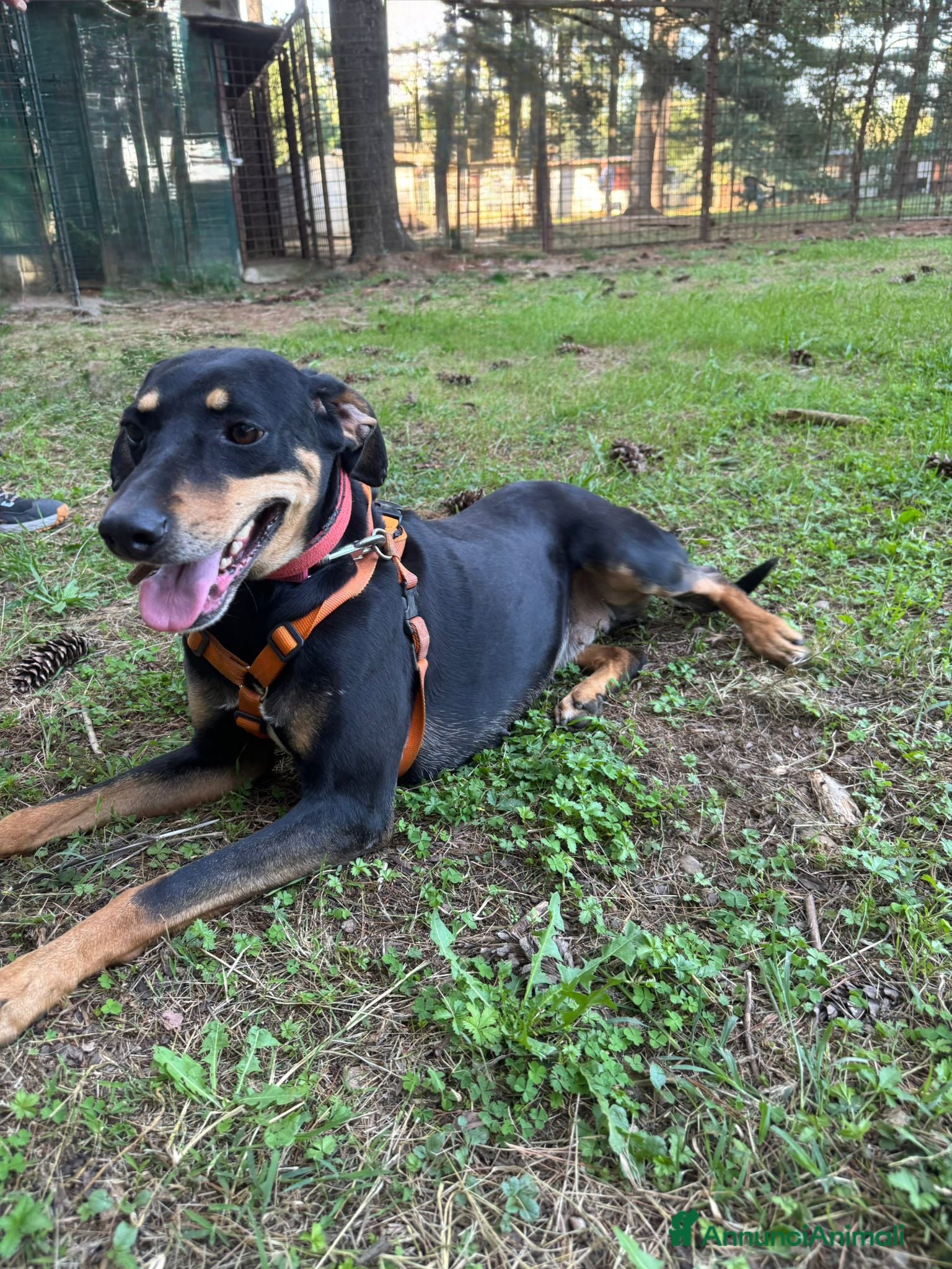 Segugio cani SKYLAR, una splendida mix segugio a Città metropolitana di Milano - Annuncio 16