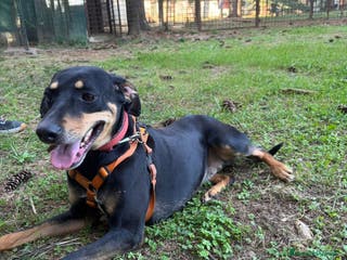 Segugio cani SKYLAR, una splendida mix segugio a Città metropolitana di Milano - Annuncio 16