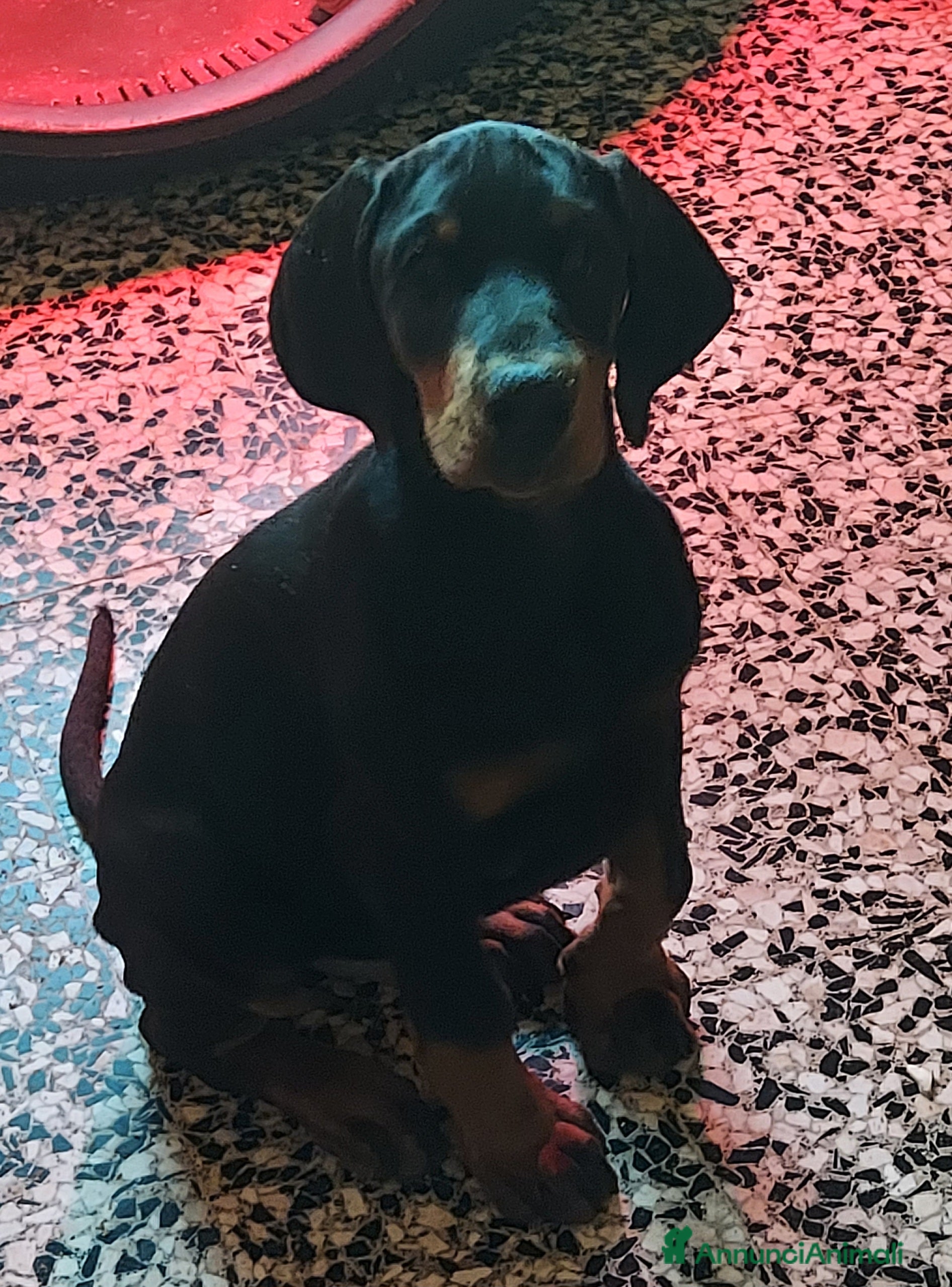 Dobermann cani Cucciolo dobermann  - Annuncio 29