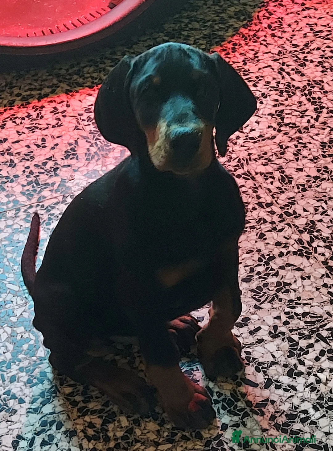 Dobermann cani in vendita: Cucciolo dobermann  - Annuncio 1