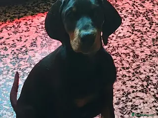 Dobermann cani Cucciolo dobermann - Annuncio 29