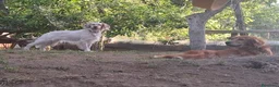 Setter Inglese cani in regalo: Regalo 2 setter  a Provincia di Caserta - Annuncio 1
