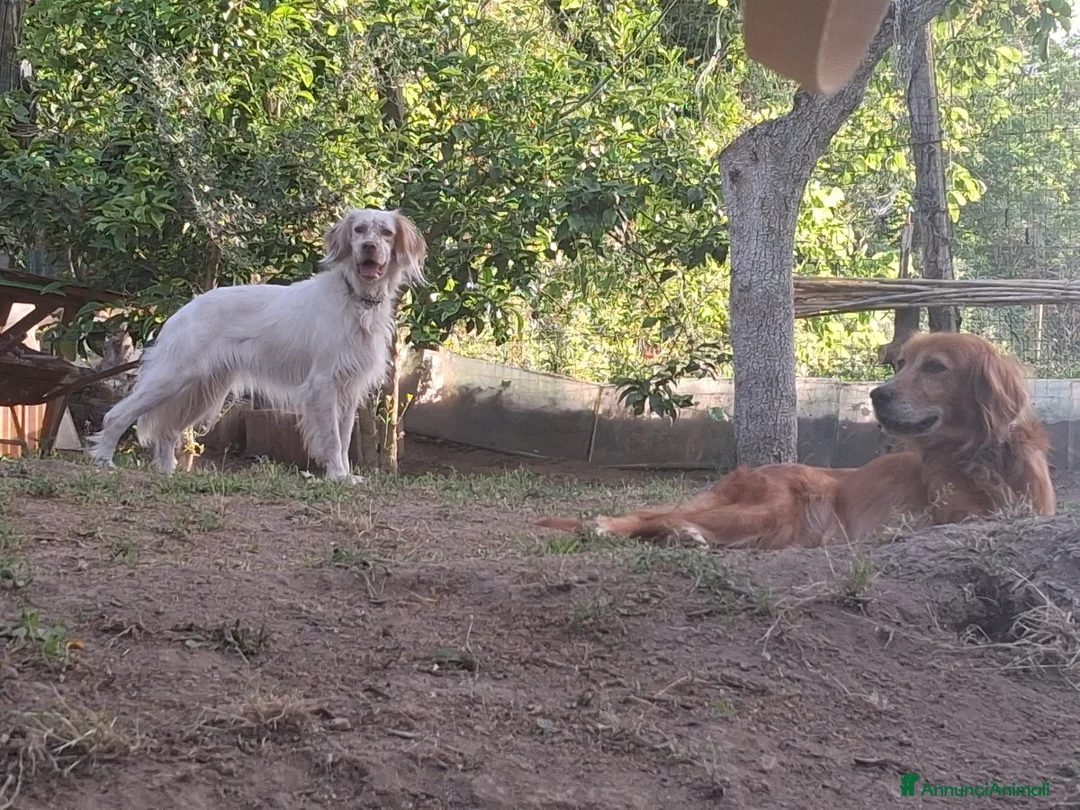 Setter Inglese cani in regalo: Regalo 2 setter  a Provincia di Caserta - Annuncio 1
