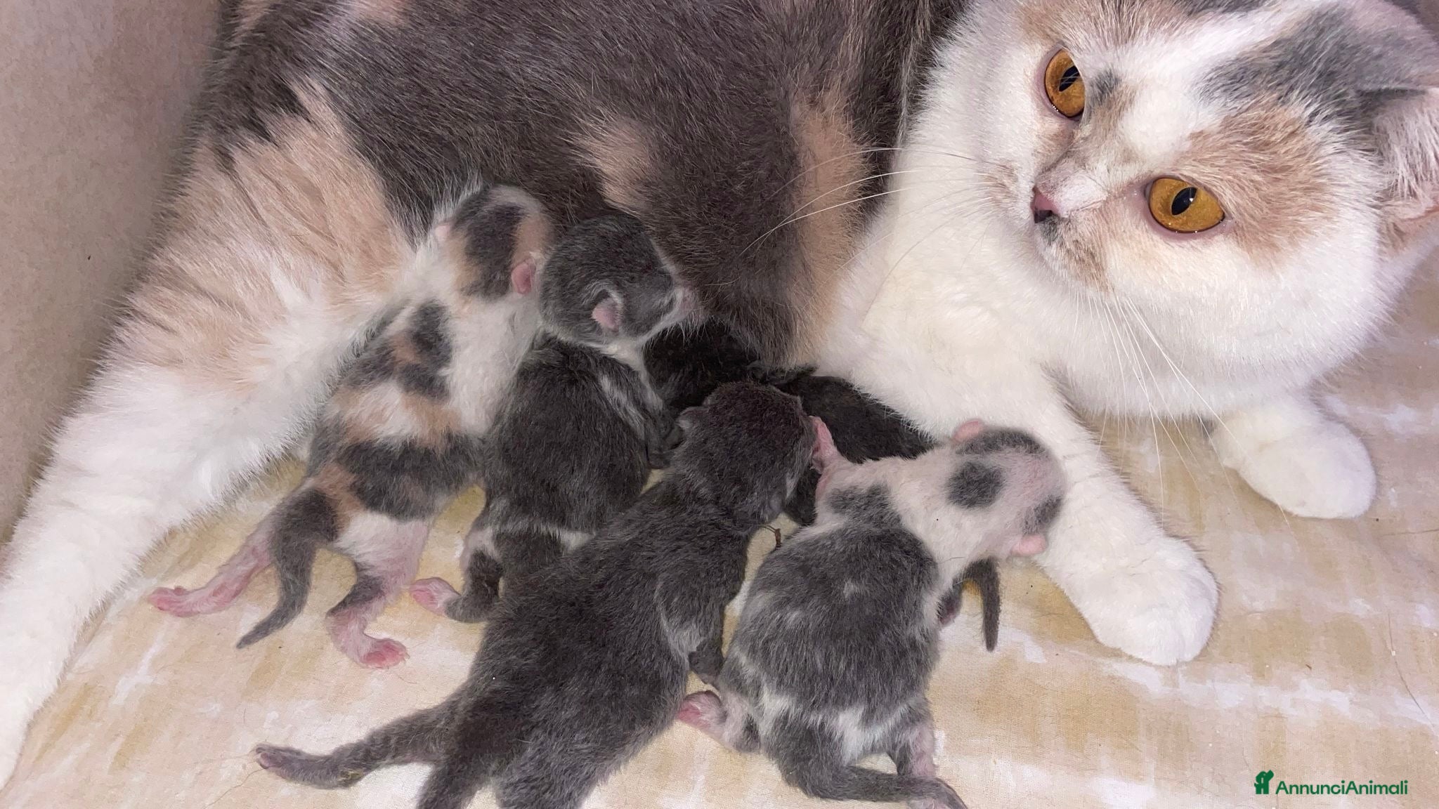 British gatti British Shorthair Bicolor e Calico, Tortie - Annuncio 1