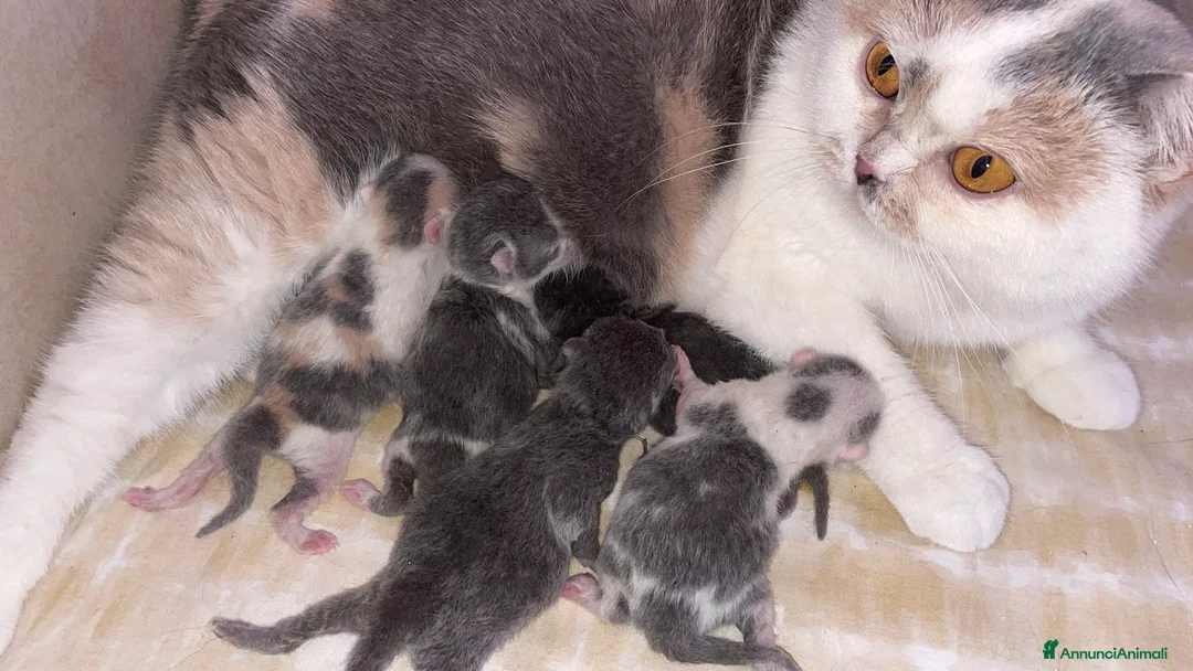 British gatti in vendita: British Shorthair Bicolor e Calico, Tortie - Annuncio 1