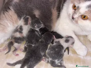 British gatti in vendita: British Shorthair Bicolor e Calico, Tortie - Annuncio 3
