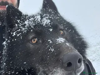 Lupo Cecoslovacco cani Splendida cucciola - Annuncio 15