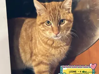 Europeo gatti LEONE dolce gattino 4 mesi cerca casa in adozione - Annuncio 6