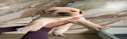 Labrador cani in vendita: Cuccioli di Labrador Retriever Allevamento profess - Annuncio 12