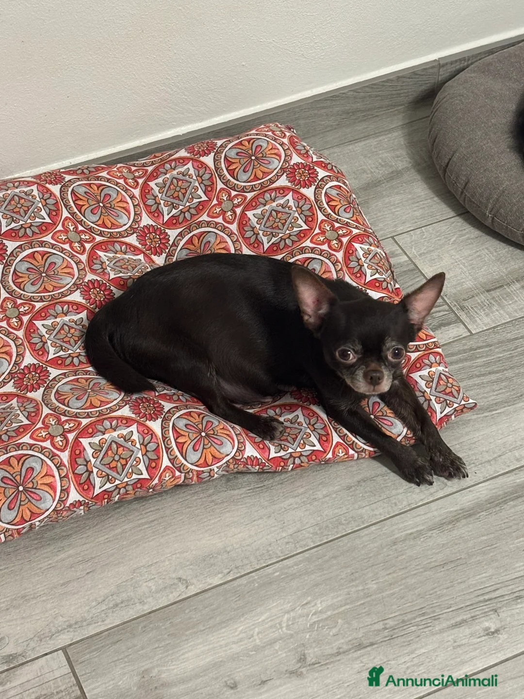 Chihuahua cani in vendita: Cuccioli di chihuahua con pedigree - Annuncio 5