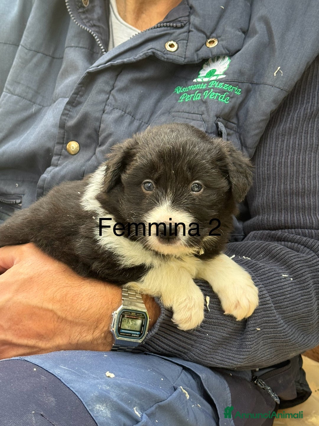 Border Collie cani in vendita: Border Collie con pedigree - Annuncio 4