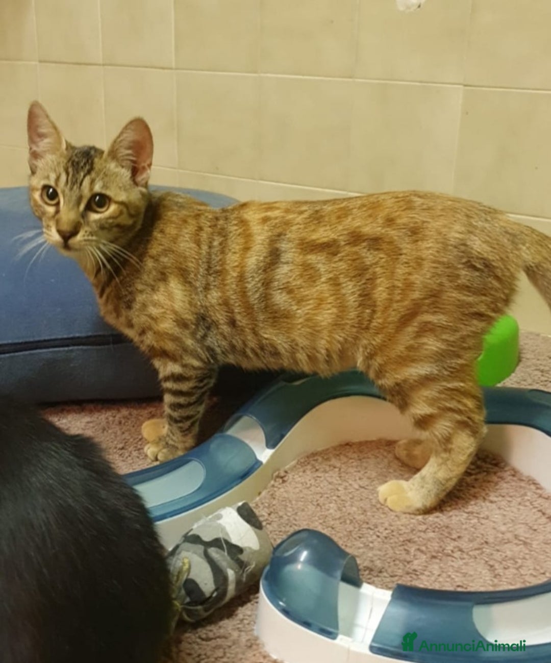 Europeo gatti in regalo: Micina tigrata 18mesi SOS CASA ROMA a Città metropolitana di Milano - Annuncio 4