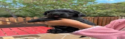 Meticcio cani in vendita: Cuccioli di Goldendoodle  - Annuncio 38