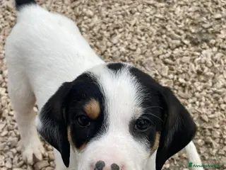 Meticcio cani LEONE E ORIONE - Annuncio 39