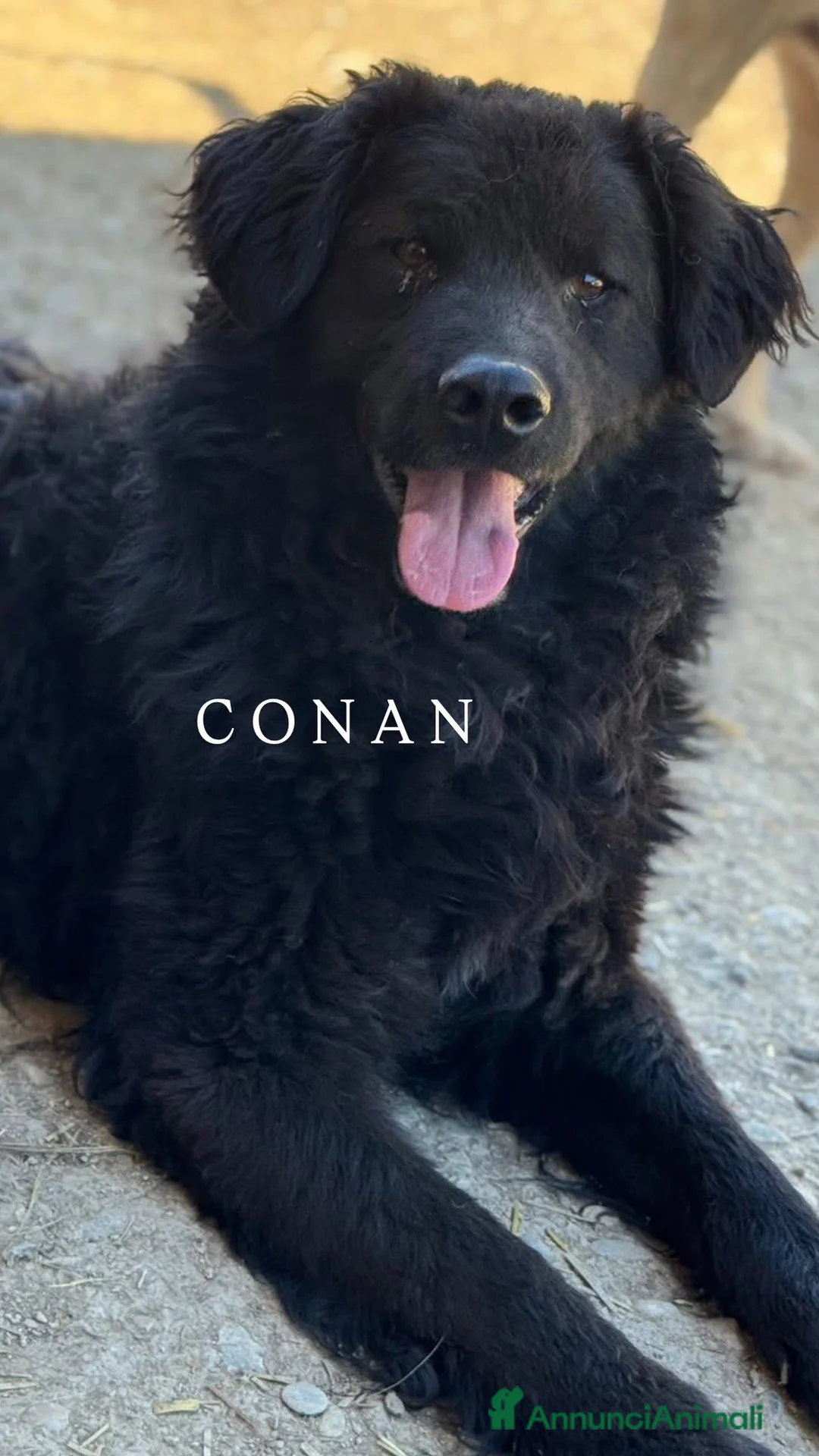 Meticcio cani in regalo: Cani TOTAL BLACK: i cani invisibili!  - Annuncio 5