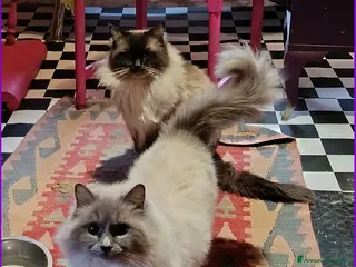 Ragdoll gatti Splendidi cuccioli Ragdoll - Annuncio 1