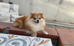 Volpino Pomerania cani in vendita: Pomerania taglia toy ultima femmina bianco crema a Provincia di Pescara - Immagine 3