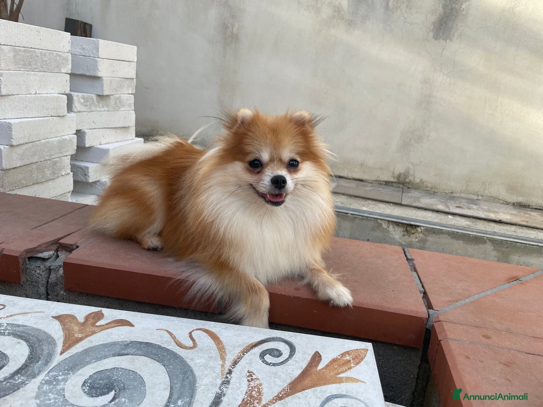 Volpino Pomerania cani in vendita: Pomerania taglia toy ultima femmina bianco crema a Provincia di Pescara - Immagine 3