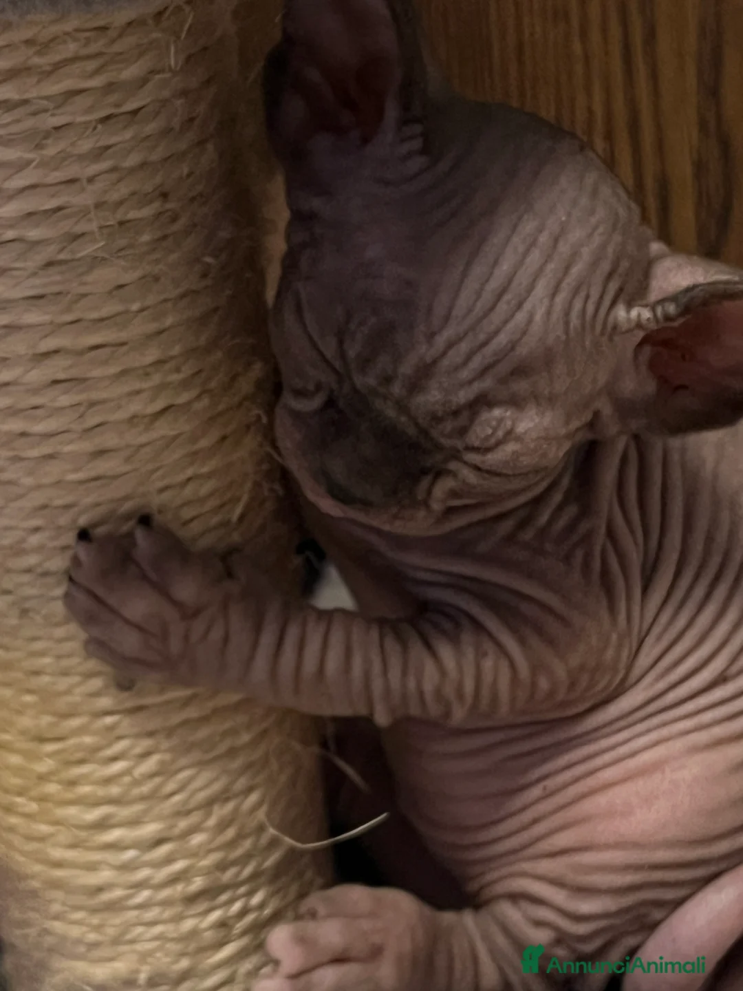 Sphynx gatti in vendita: Sphynx  a Città metropolitana di Roma Capitale - Annuncio 2