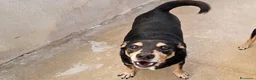 Pinscher Tedesco cani in regalo: Morris: nonnino pinscherino socievole. - Annuncio 8