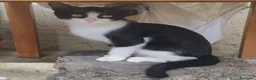 Meticcio gatti in regalo: Due gattine piccole  a Provincia di Avellino - Annuncio 2